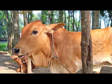 Cow Videos And Cow Sound - Where Many Cows Stay, There They Make Loud Sound | Cow Videos Episode 39