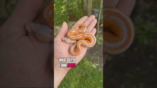 What do you THINK about these BABY BALL PYTHON!?