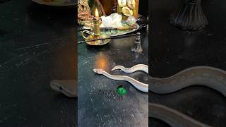🐍 Stressing out your snake! 🧪 #molinarosnakelab #ballpython #royalpython #openingsnakeeggs #shorts