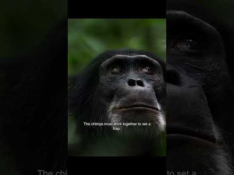 "Unveiling the Astonishing Chimpanzee Ambush: Witness Nature's Tactical Mastery