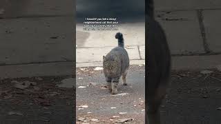 @thatlibradiva: Interacting with the neighborhood cats!  #catlovers #cat #kitten