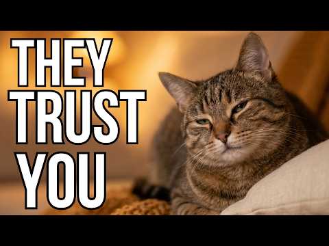 Cat Psychology: What Your Cat's Slow Blink Is Really Telling You