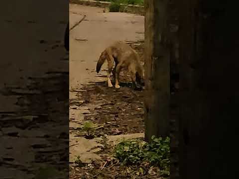 Coyote spotted in chicago.