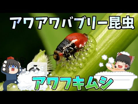 【ゆっくり解説】バブリー昆虫！アワフキムシ