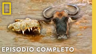 Ñus vs. Cocodrilos: Cruce Mortal | Viajes Salvajes | Nat Geo en Español