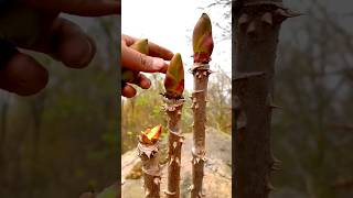 #short #agriculture #agritools#farming2024  #youtubeshorts #satisfying #EliteShortsUnleashed #2188