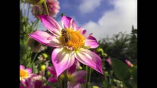iPhone 5 Camera Quality Test HD