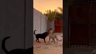 The best of attack I Black pitbull attack with Leopard rescue her friend  #dog #pitbull #leopard