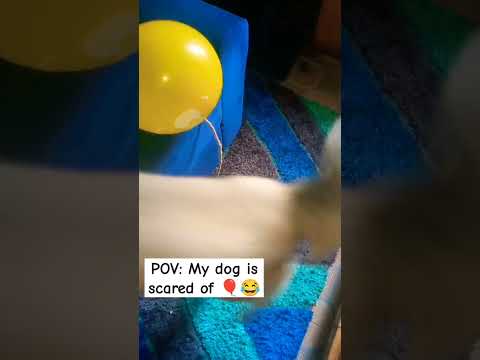 Watch until the end 🤣 #funnydogs #funnydogshorts #dogshorts #youtubedogs