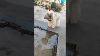 cute dog 😍#dogshorts #dogs #dog_features #doglover #shorts