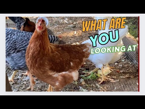 My chickens first fall  #chicken #chickencoop #farm #babychicks #chicks #backyardhens