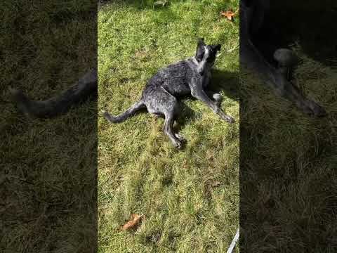 Nice Roll in the Grass!