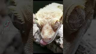 some cool close ups #ballpython #royalpython #python #snake #reptiles #shorts #short #youtubeshorts