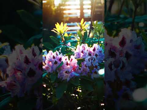 Een prachtige Rhododendron in de bloei! #flower #garden #tuinmeubelen #buitenleven