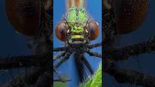POV Macro Photography With The Olympus 60mm f/2.8 #macrophotography #damselfly #omsystem