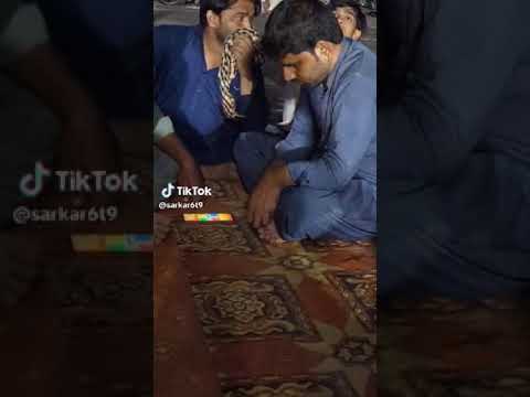 Funny videos