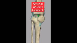 Knee Joint Anatomy| 3D Anatomy Animation 🦵🦵