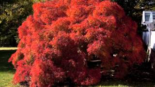 Japanese maple tree Most elegant In nature