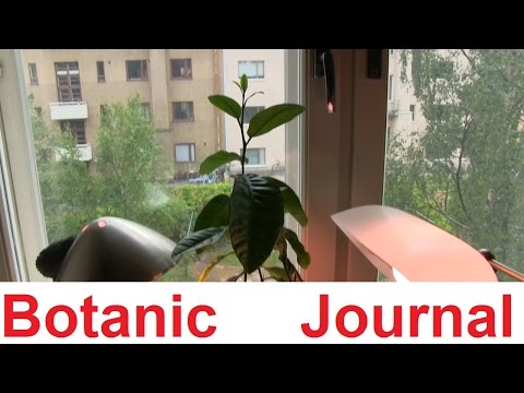 Botanic journal 09.06/16