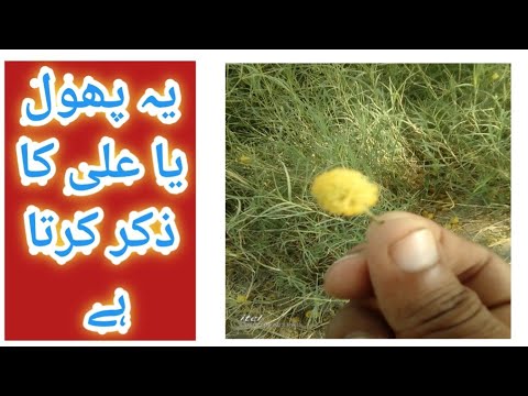 allah ki qudrat | allah ki qudrat ka karishma | allah ki qudrat video | allah ki qudrat real video 2