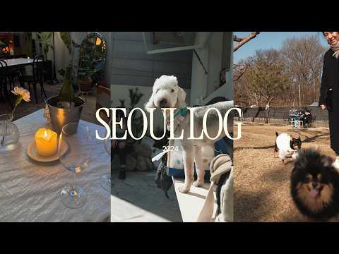 seoul log | so many dogs, favorite vegan spots, Ferments, Pinch Brunch, jazz bars