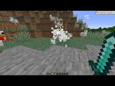 Chickens