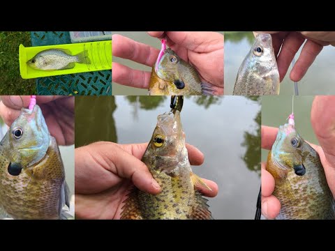 Multi-Species ULTRALIGHT Fishing in the RAIN!! (Part II)