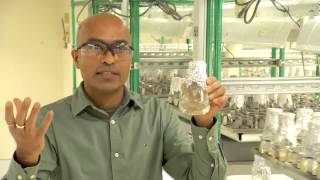 How Are GMOs Made, Developed & Tested | An Open Door Tour