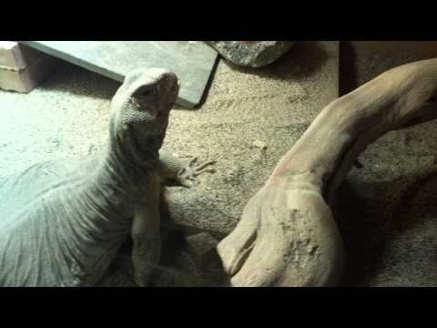 Egyptian Uromastyx eating a Hibiscus flower.