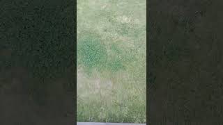 First time touching grass in 2 years #grass #touchgrass #shorts #funny #fyp #2years #meme #memes