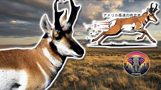 プロングホーン  | 動物ドキュメンタリー