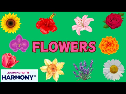 FUN WITH FLOWERS - LEARNING WITH HARMONY