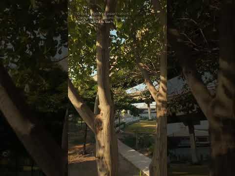 THROTTLE CONTROL PRACTICE | DJI O4 PRO in PAVO25 v2 #shorts