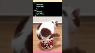 Too Big to Quit – Watch the Power of Determination #BoxToCat #TransformMagic #Shorts #funny #coding