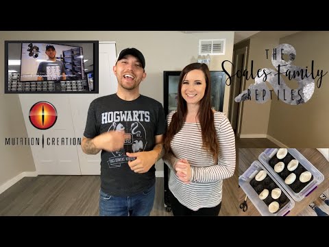 Cutting ball python eggs, clutch #4! Mutation Creation Shoutouts