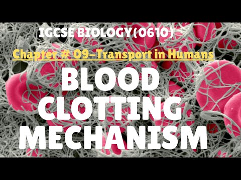 IGCSE Biology|Chapter #09 Transport in Humans(Blood clotting mechanism)