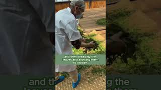 Want to know how red tea is made?