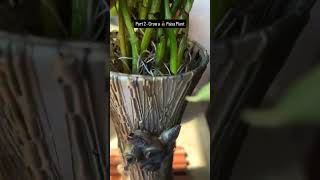 How to Grow Money Plants? - PART 2