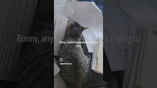 #catgram #cutecat #cuteanimal #kittensofinstagram #funnykitty #funnyvideo #funnycats