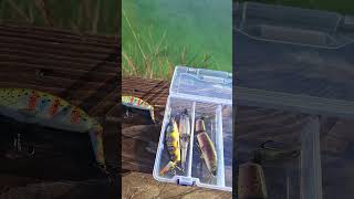 My fishing collection #fish #fishing #shorts #viralvideo #nature #calmdown #dayinlife