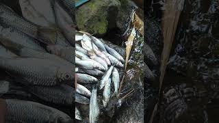 Hasil Mancing Jaring #mancingjaring #mancingmania #youtubeshorts