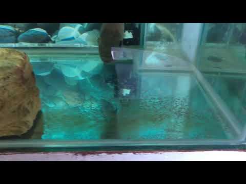 Free swimming umbee fry Update!!