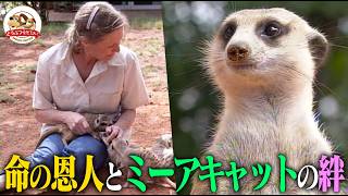 A meerkat father comes to show his baby to the person who saved his life! Can wild animals and hu...