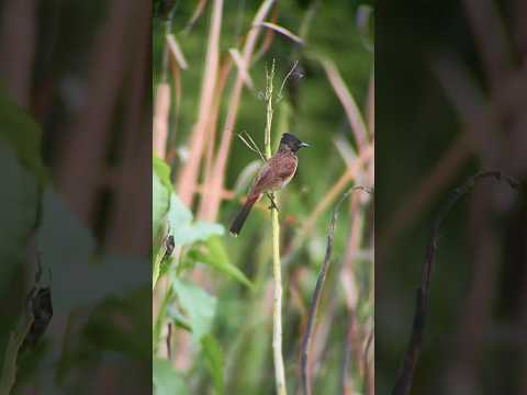 Apexal Lens Photography #birdphotography #shorts #apexel #youtubeshorts #wildlife