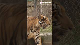 wild tigers #shortsfeed #shorts #SaveTheTigers