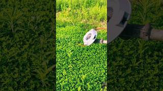 #agritools #farmer life #tonglufeng #agriculture #agritool #youtubeshorts #viral