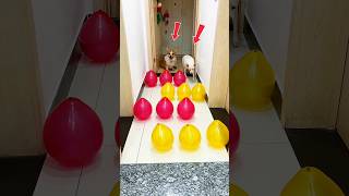 The boy gives a unique challenge to both the dogs.#shorts #dog #dogs