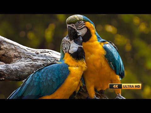 Feathered Beauties HD Videos of Birds in Natures Splendor | #PromoMunchies #youtubepromo