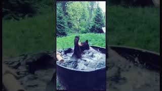 A quick dip…#gaydaddybear #gaydaddy #gay #gaybear #gayman #gaybeard #gaymen #gayboy #daddybear