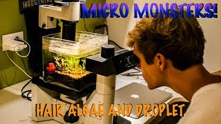 So many MICRO ANIMALS in our AQUARIUM!!!